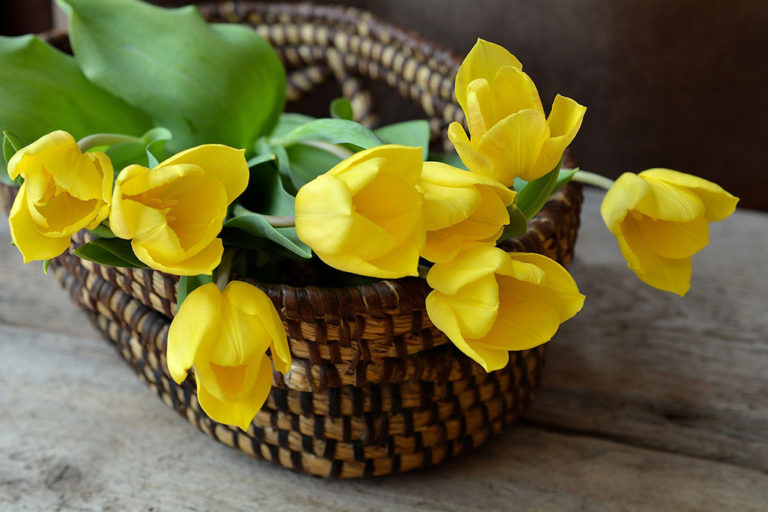Frühjahrsblüher aus Blumenzwiebeln züchten
