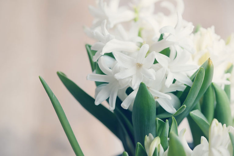 fruehlingsblumen-erfreuen-das-herz-und-machen-lust-auf-mehr