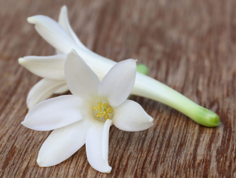 tuberose