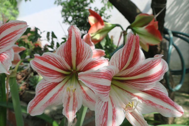 amaryllis-tipps-zum-einpflanzen-und-pflege
