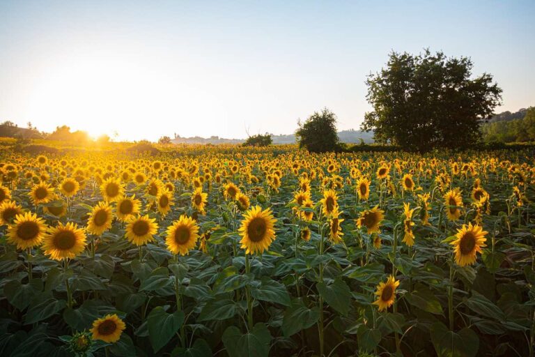 Sonnenblumen im Garten als Schmuck