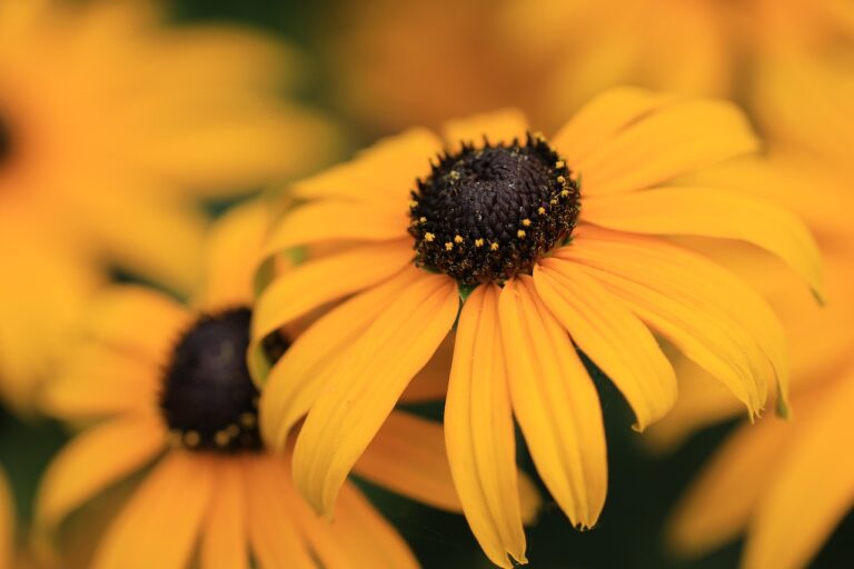 Rudbeckien sind wunderschön und haben verschiedene Farben