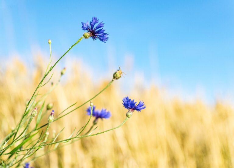 Kornblumen sind Wiesenpflanzen