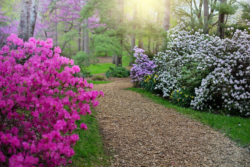 Rhododendron im Garten. Wie pflegt man ihn? - Pflanzenblumen.de